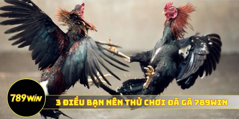 3 điều bạn nên thử chơi đá gà 789WIN