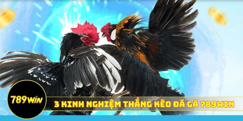 3 kinh nghiệm chiến thắng mọi kèo đá gà 789WIN