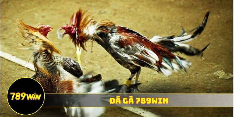 mẹo chơi đá gà 789WIN