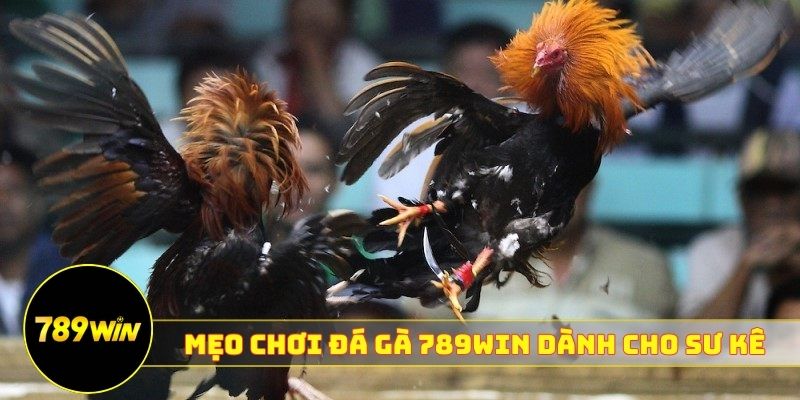 Mẹo chơi đá gà 789WIN dành cho sư kê