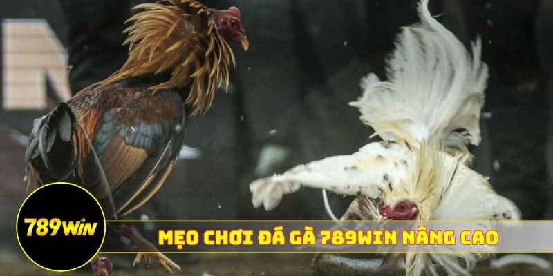Mẹo chơi đá gà 789WIN nâng cao tăng cơ hội thắng