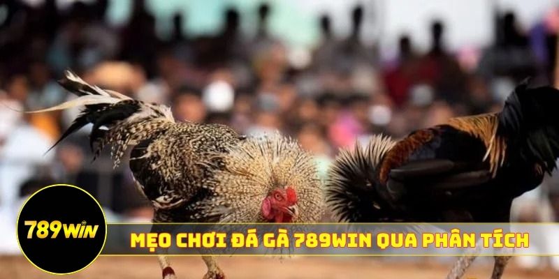 Mẹo chơi đá gà 789WIN qua phân tích 